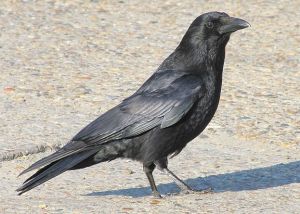 Crow aka Corvus_corone b