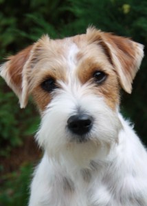 Rough_coat_Jack_Russell_terrier (2)