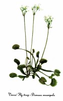 Venus Flytrap
