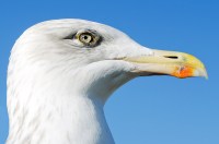 seagull
